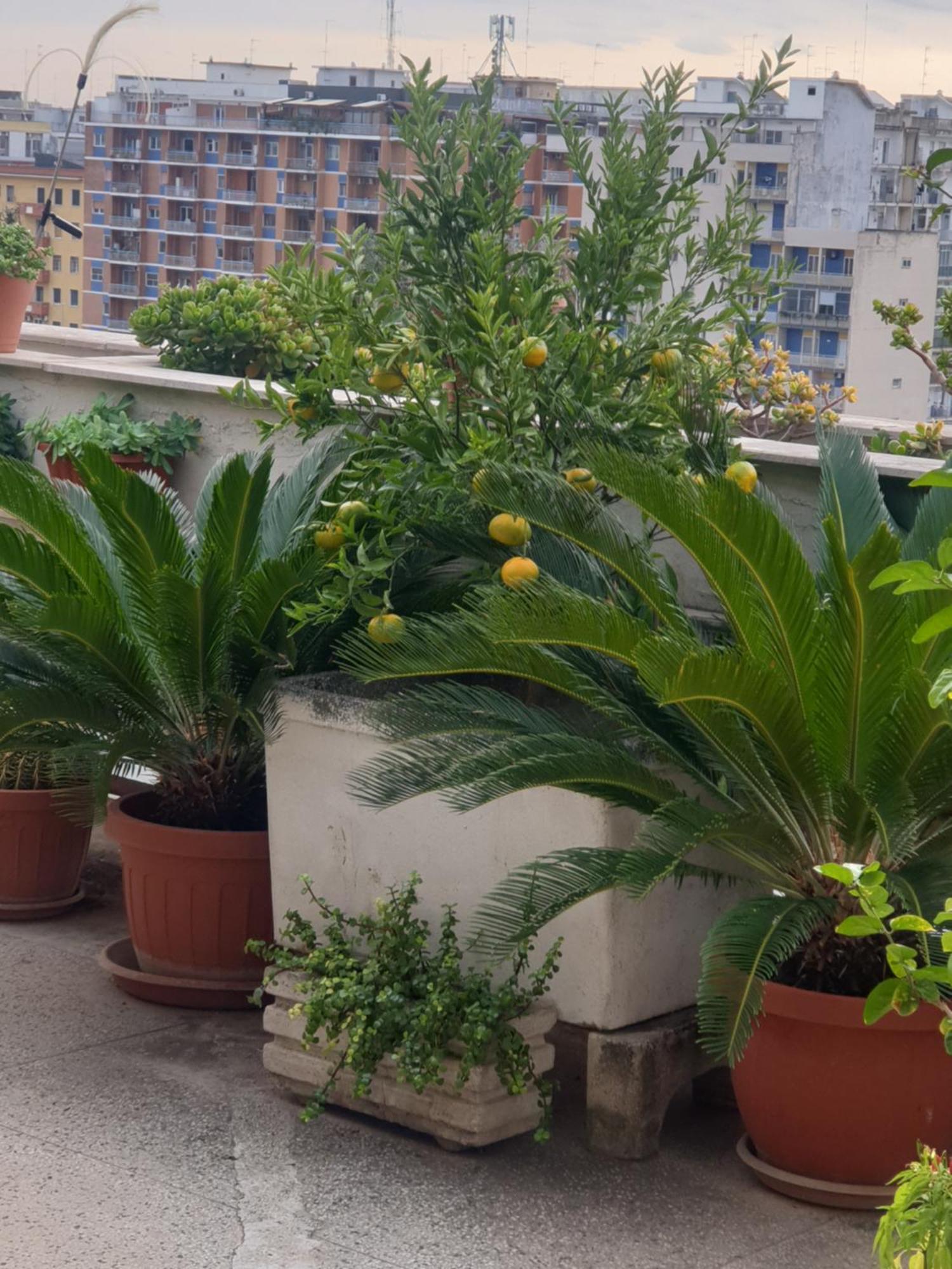 B&B Ganaj La Terrazza Di Ganaj Bari Ngoại thất bức ảnh